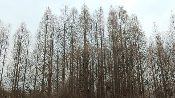 겨울철 메타세콰이어 숲 풍경 겨울철 메타세콰이어 숲 풍경