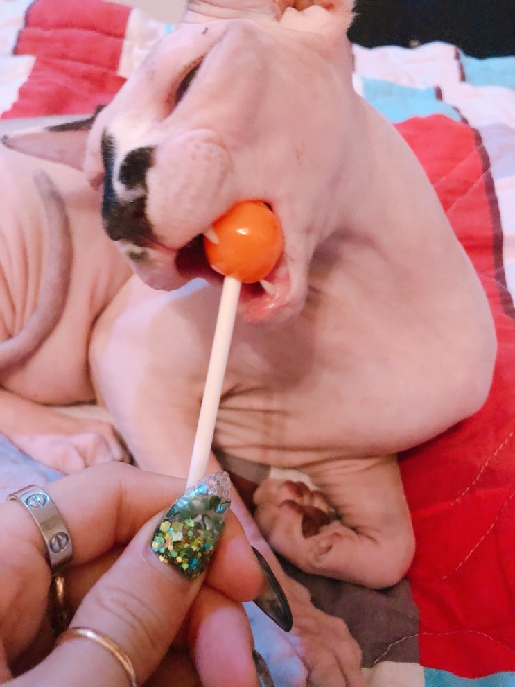  스핑크스  고양이  대가족