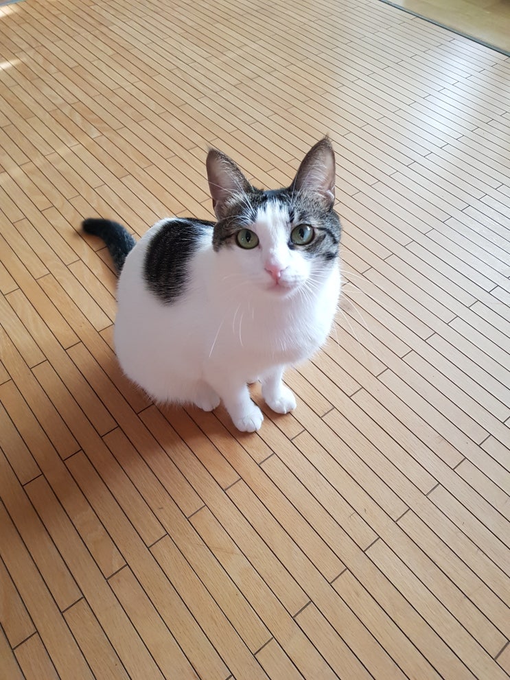 인도네시아 고양이 수입허가 동물검역 출입국 인도네시아 고양이 수입허가 동물검역 출입국