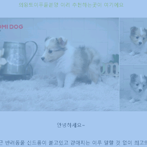  의왕토이푸들분양 이리 추천견하는곳이 여기에요