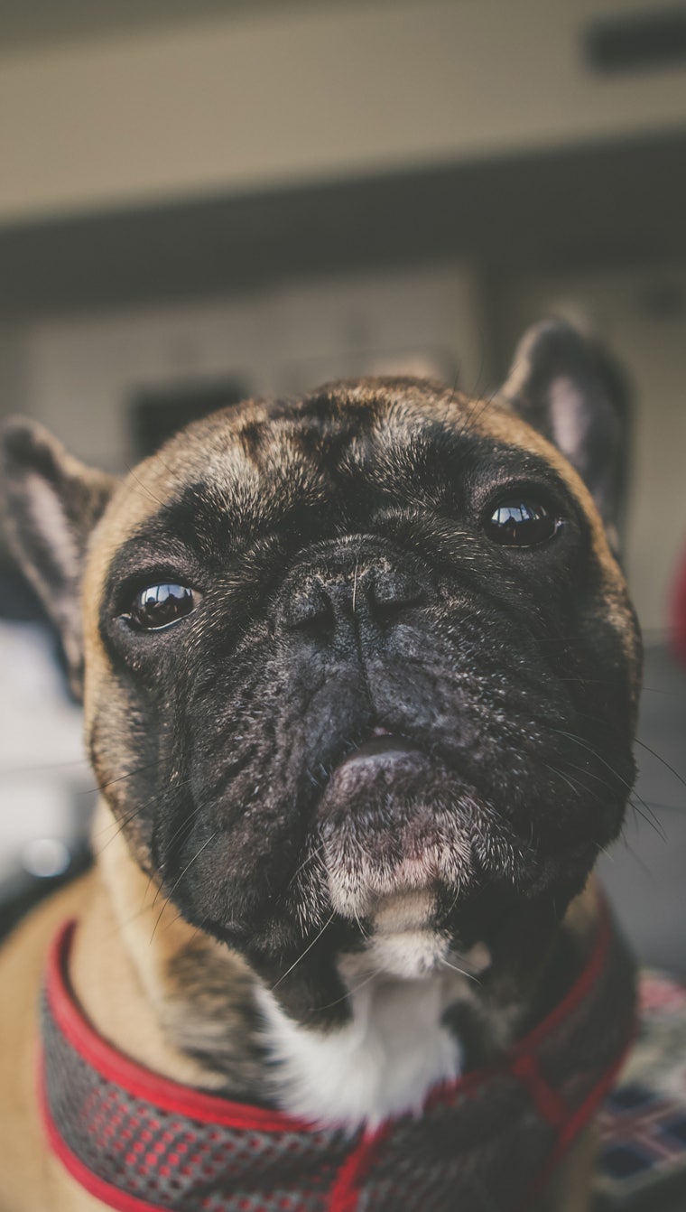 강아지 먹방: 프렌치불독과의 맛있는 시간 | TikTok, image size:760x1342