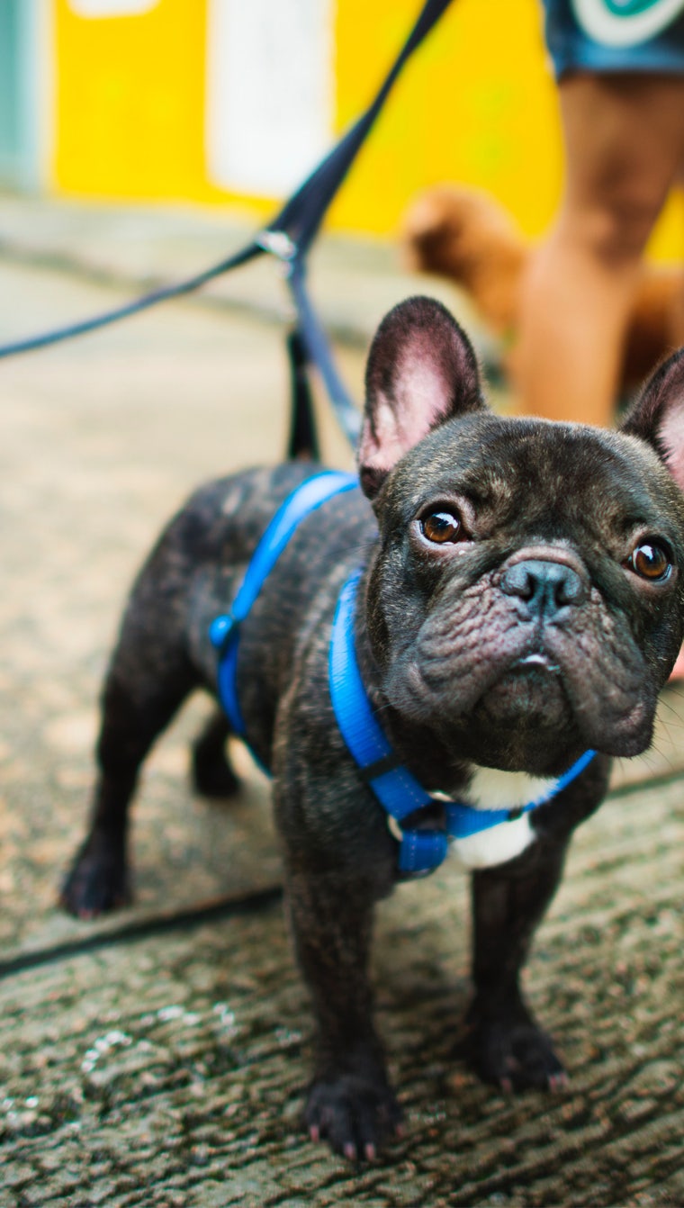 흑인과 백인 프랑스 불독 강아지 사진 – Unsplash의 무료 초상 이미지, image size:760x1342