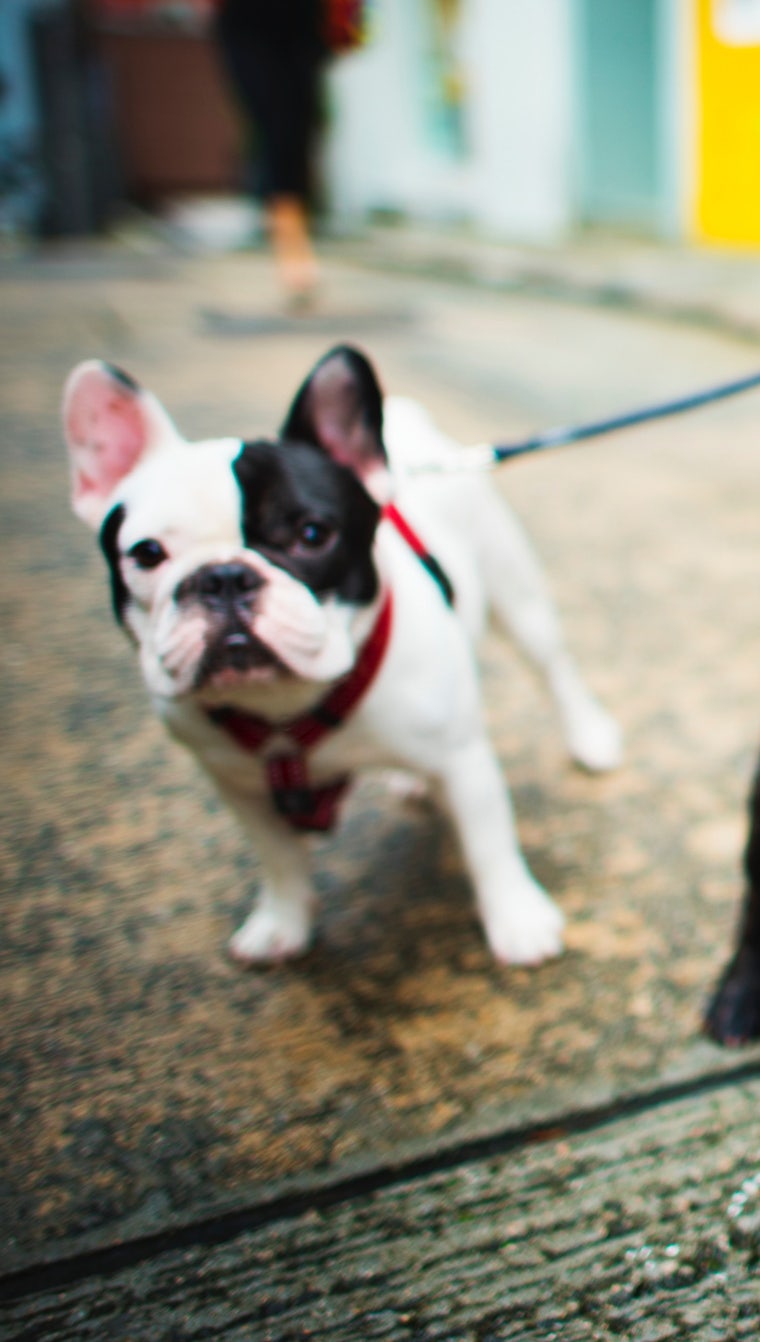 평소 터그놀이나 공놀이만 관심가지는 뚜-뚜! 천으로 된 노즈워크는 다 찢어 플라스틱을도 더 물어놔😭 오리팡 귀여워서 줬더니 멍!  하면서 짖으면서 알려줘도 안하더니 아빠가 와서 “손!” 하면서 하라니까 바로하는 #가나디❤️ 귀여운데 왜 엄마말은 안들어? 그냥  넣어뒀더니 계속 물고다녀서 같이 놀아줄때만 주기로..❣️ #프렌치불독 #개아들램🐶 다음번에는 또 어떤 ..., image size:760x1342
