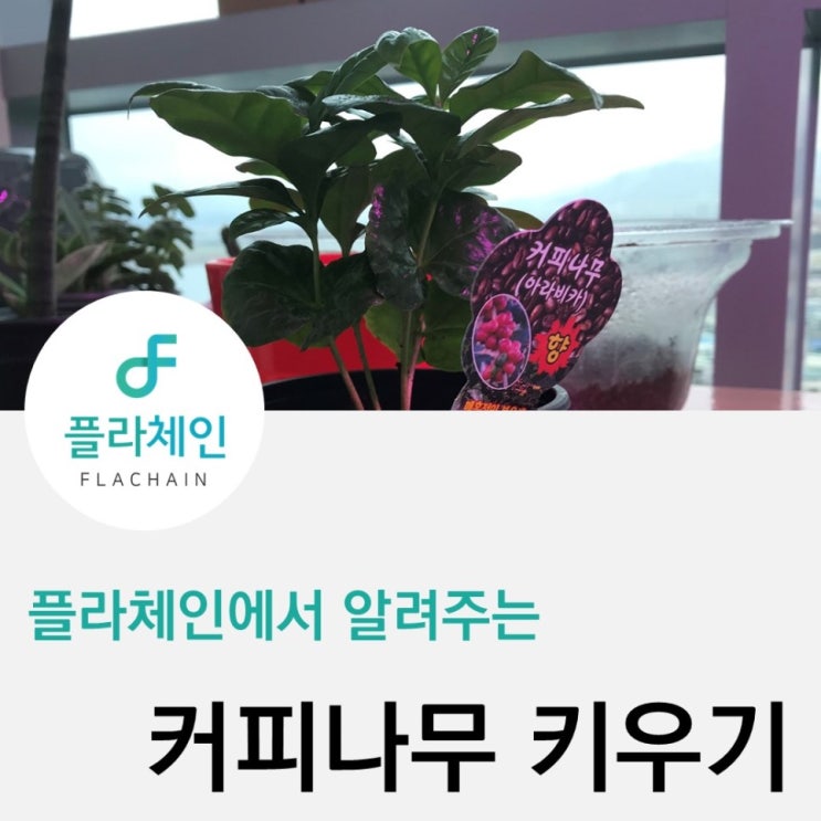  [플라체인] 커피나무의 줄기가 갈색으로 변해가는중