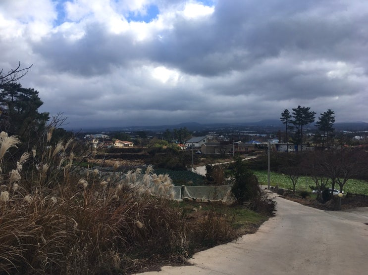  제주도 한달살기 DAY 2 (애월카페 KAFFEINE, 하귀농협하나로마트)
