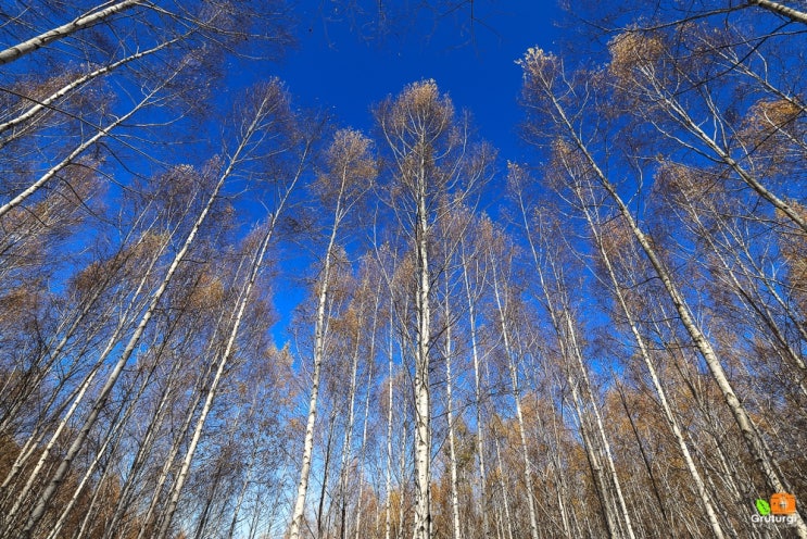  강원도 인제 여행, 가볼만한곳 원대리 자작나무숲~