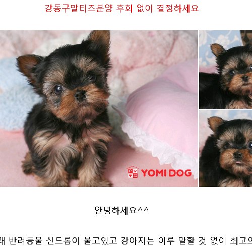  강동구말티즈분양 후회 없이견 결정하세요