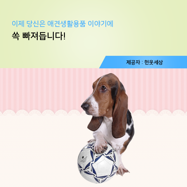 광주 헌옷팔기 애견생활용품, 정보 주머니