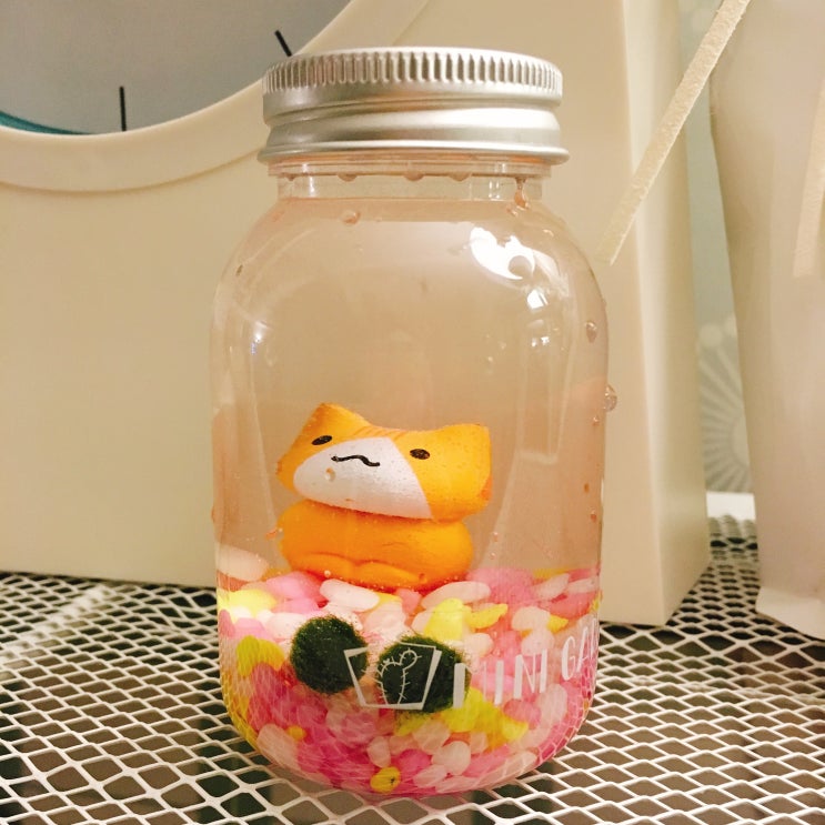  취미생활 시작  마리모 키우기 사소하지만 즐거워~