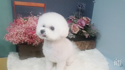 ［신정동 애견미용하기 좋은 곳]베들링턴 미용 추천