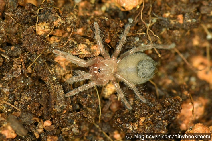 치아파스 타이거 럼프, 텍사스 탄 Davus sp. "Chiapas", Aphonopelma anax