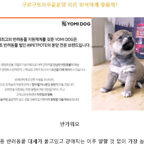  구로구토이푸들분양 이리 완견벽하게 좋을까?