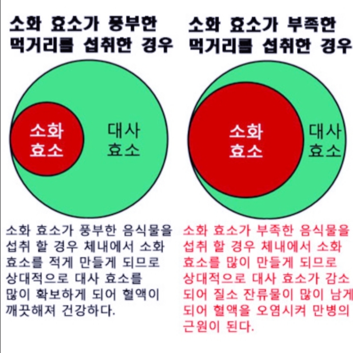 소화효소 :  건강유지의 조건