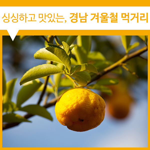 [남해 물메기 / 함양 안의갈비찜 / 남해 유자] 건강한 겨울나기! 싱싱하고 맛있는 경남 겨울철 먹거리