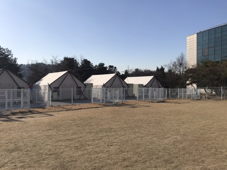  용인 골드CC 펫리조트 애견(대형견가능) 운동장 & 수영장