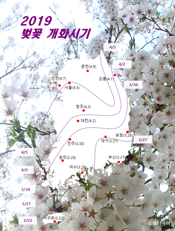 2019년 벚꽃 개화시기