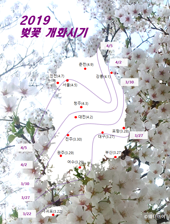  2019년 벚꽃 개화시기