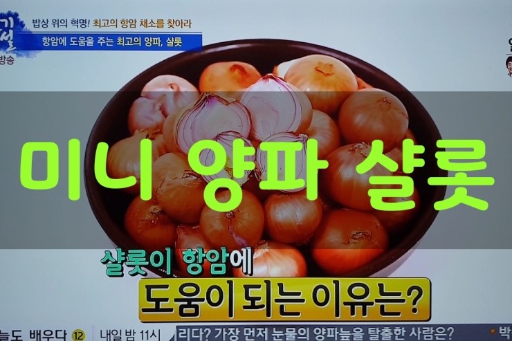  봄철 영양이 가득한 최고의 항암 채소 미니 양파 샬롯-천기누설 356회