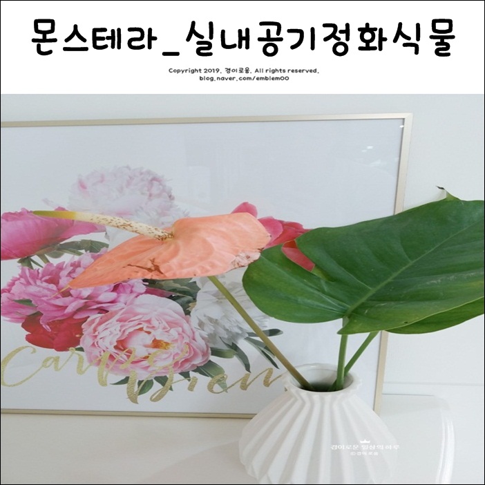 몬스테라 키우기 쉬운 실내공기정화식물에 도전해보기~^^