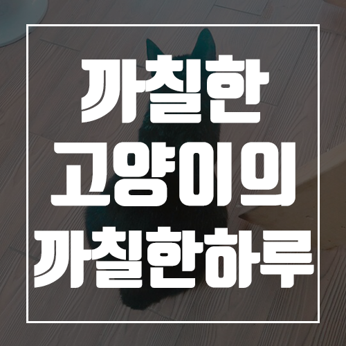  완도전복마을의 마스코트! 까칠이를 소개합니다.