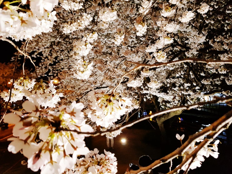  금오산 일요일 벚꽃 마실 다녀왔어요 / 대구 구미 칠곡 집정리 유품정리 살림정리 폐가전 폐가구 수거 폐기 대행  복실이네입니다