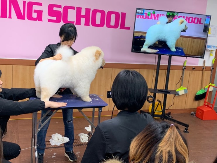  부천에이스애견미용학원 차우차우 펫미용