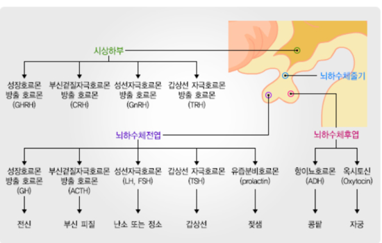 남성 불임 발생 원인에 맞는 치료 필요!