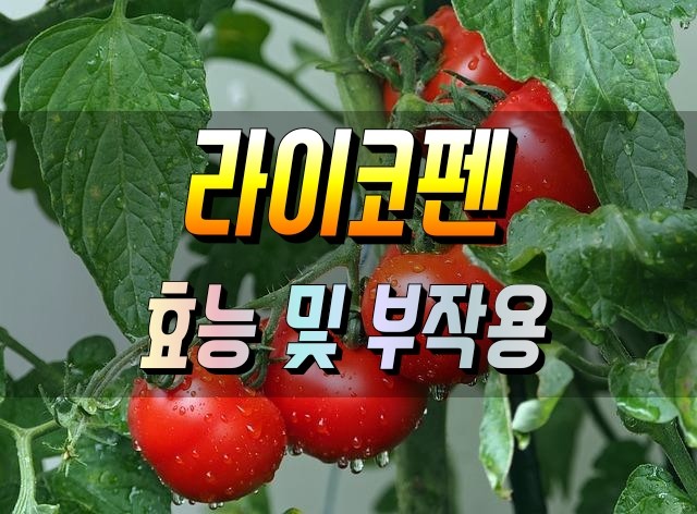  항산화 효능 이 뛰어난 라이코펜 부작용 먹는법 고르는법 알아보기