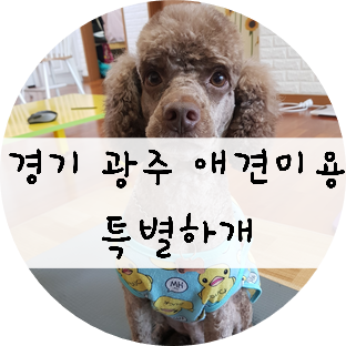  경기 광주 애견미용은 태전동 '특별하개' 에서 ~