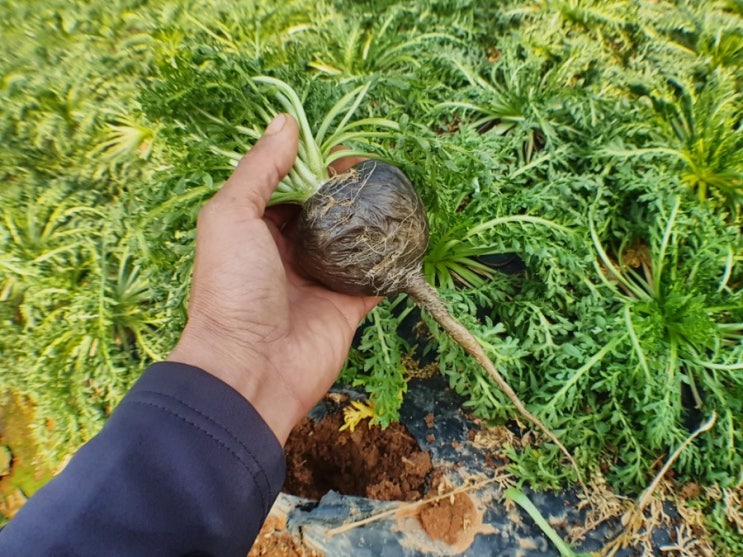 카운트다운 카운트다운