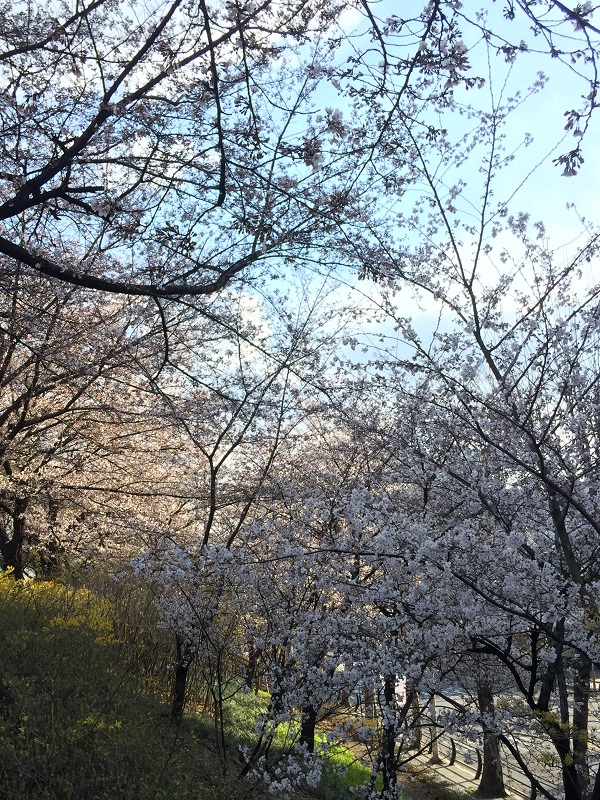 (장안벚꽃길) 봄에는 꽃길만 걷자 - 봄꽃 축제 소식 (4.6 - 4.7)
