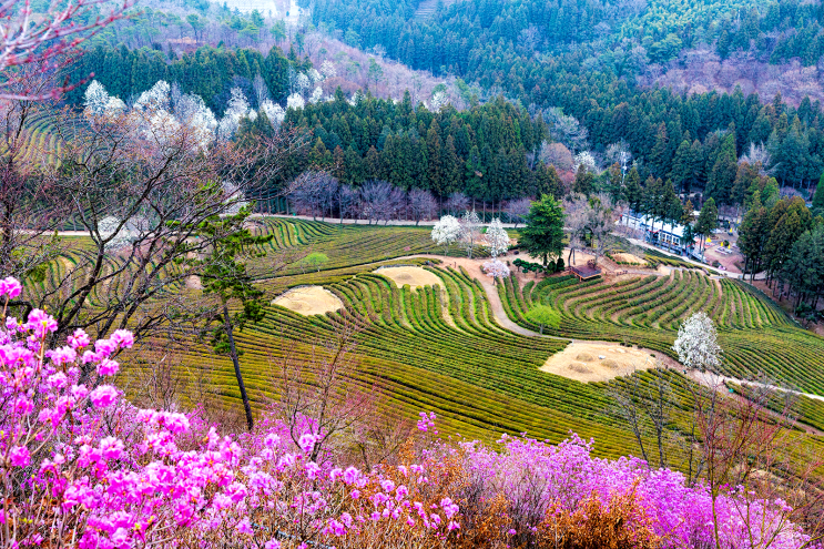  목련 핀 보성 녹차밭