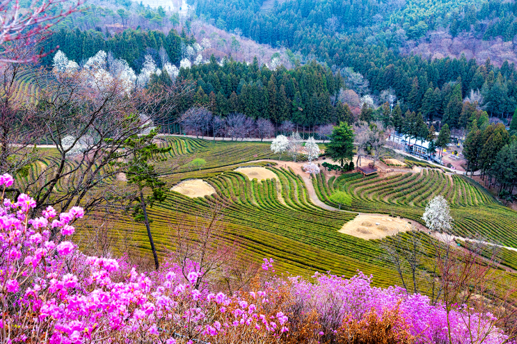 목련 핀 보성 녹차밭