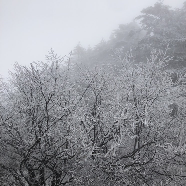  [아미산 峨眉山]- 3월에도 눈을 볼 수 있는 겨울왕국