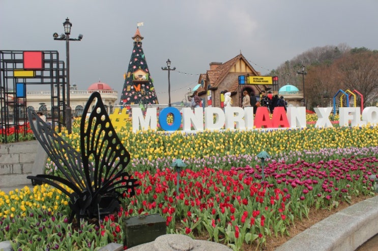  2019 용인 에버랜드 튤립축제 (날씨가 환상적이었다)