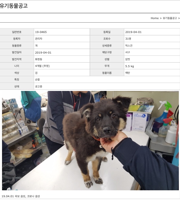  광주동물보호소 깜자 유기동물공고::코로나 파보 음성!