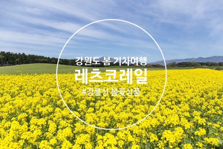  강원도 봄 기차여행 레츠코레일 강릉선 봄꽃상품과 함께