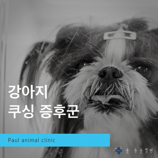 강아지 쿠싱 증후군(부신피질기능항진증) 치료 & 성남 분당 24시 폴 동물병원(정자동)
