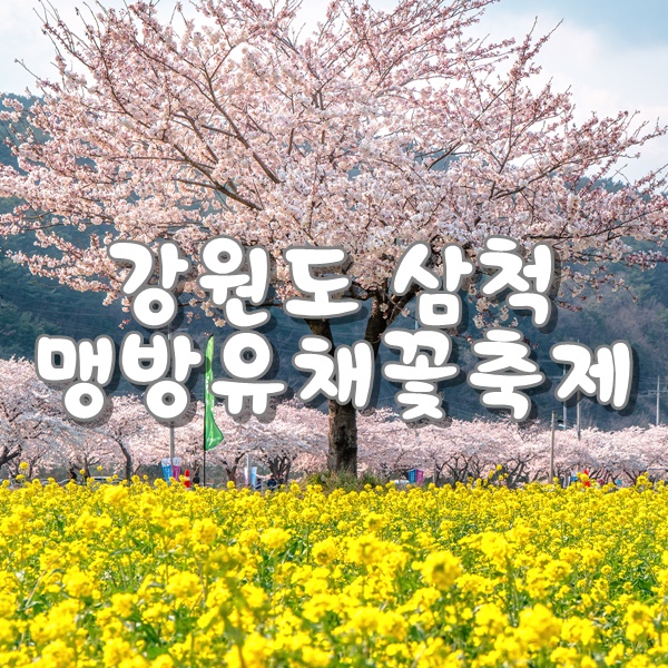  [삼척여행] 맹방유채꽃축제에 벚꽃과 유채꽃이 이쁘게 피었습니다.