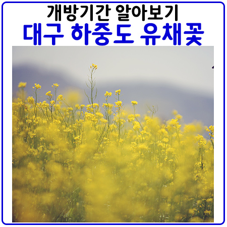  개방일정 확정. 대구 하중도 유채꽃 단지 꽃구경