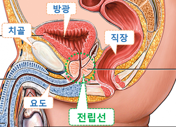  전립선이 무엇인가요?