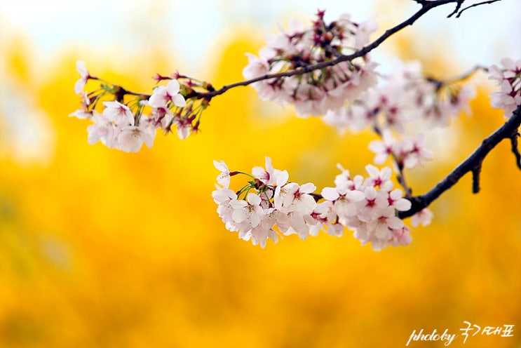  경주 가볼만한곳-첨성대,대릉원,흥무로 벚꽃축제~
