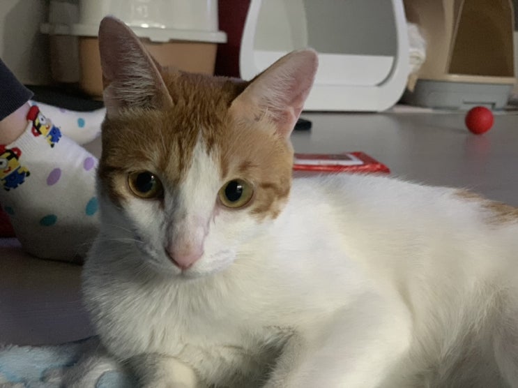  [고양이/일상] 핸드폰 바꾸고 울 애기들 첫 사진️