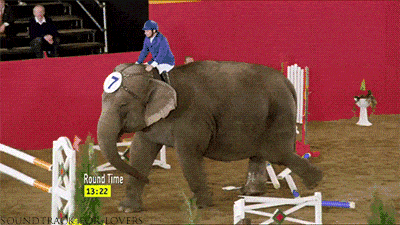 웃긴 사진 및 짤방 : 코끼리 장애물 통과 경기?? 장애물 파괴 경기인가? ㅋㅋㅋ