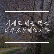  거제도 벚꽃 명소 대우조선해양 서문 나만 알고 싶어