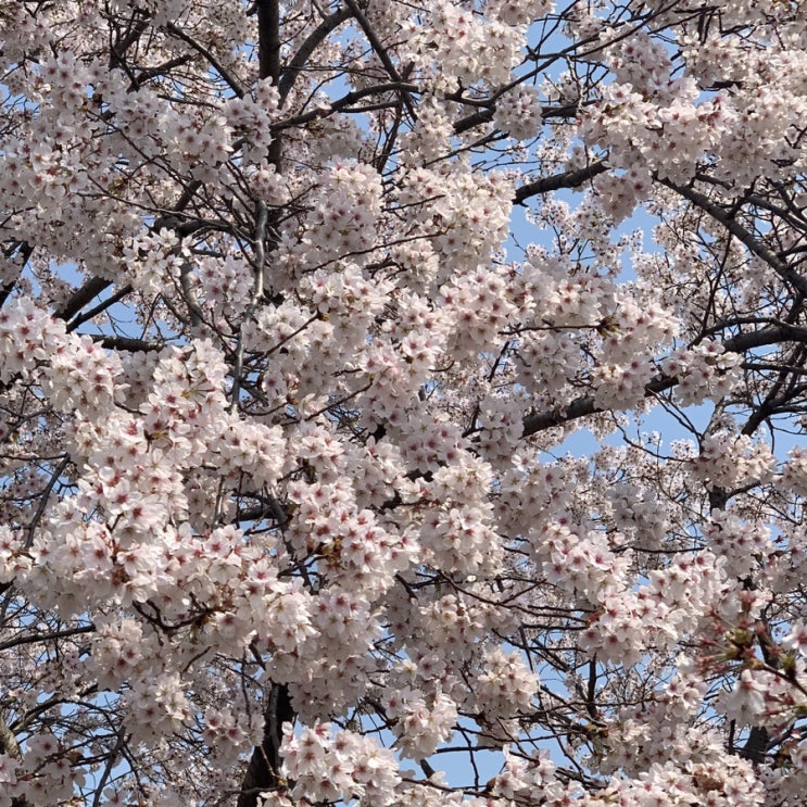  경주 4월 날씨/옷차림/벚꽃축제