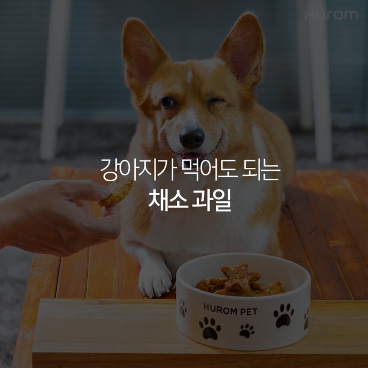  강아지가 먹어도 되는 채소 과일