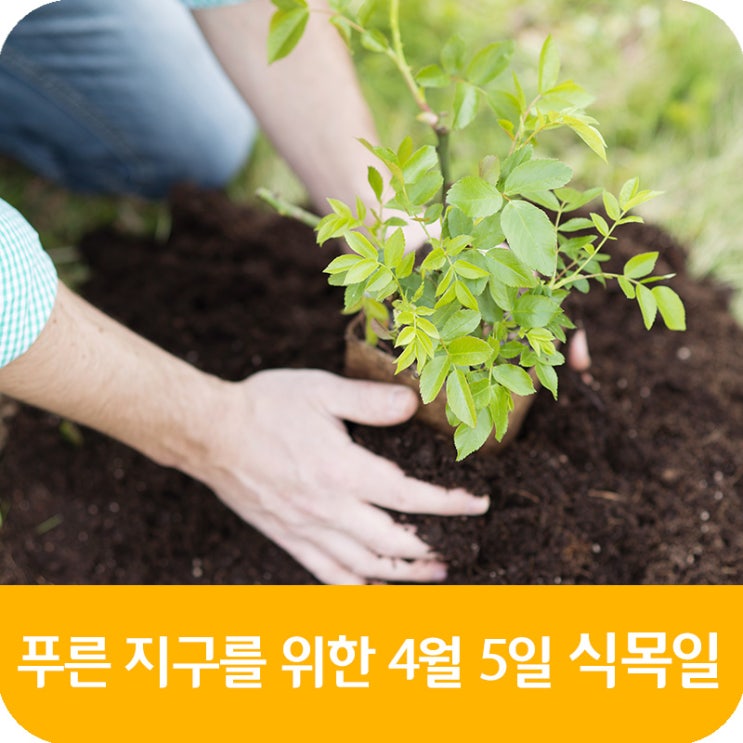  공휴일이 아니어도 중요해요! 푸른 지구를 위한 4월 5일 식목일