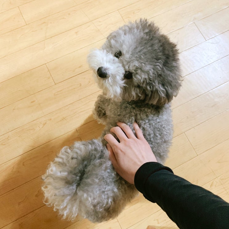  +971, 꼬질꼬질 파루 성장일기 #6