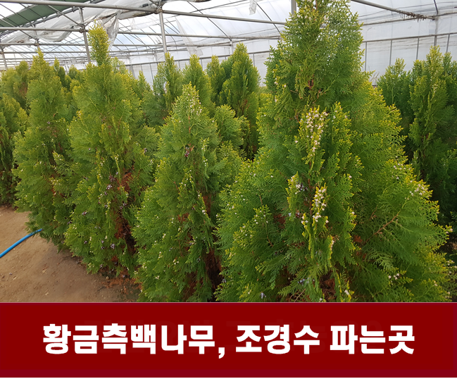  황금측백나무, 조경수 파는곳, 상록수 정원수 농장